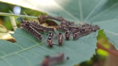 Tırtıl haşereleri bitkilere saldırır.