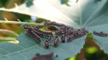 Tırtıl haşereleri bitkilere saldırır.