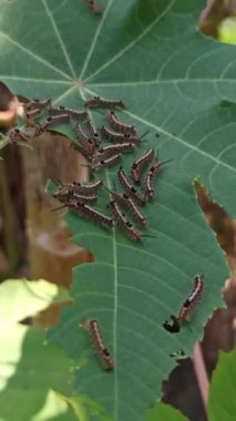 Tırtıl haşereleri bitkilere saldırır.