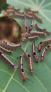 Tırtıl haşereleri bitkilere saldırır.