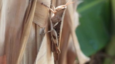 Ağaçtaki kahverengi tırtıl