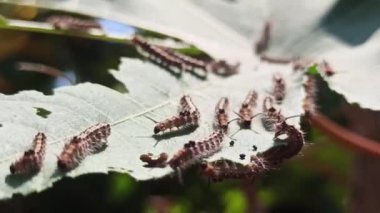 Tırtıl haşereleri bitkilere saldırır.