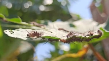 Tırtıl haşereleri bitkilere saldırır.
