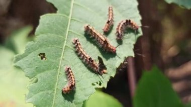 Tırtıl haşereleri bitkilere saldırır.