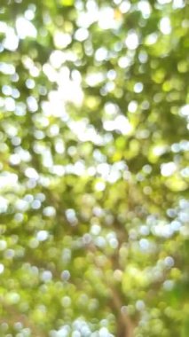 Bulanık ve odaksız: yeşil yapraklar