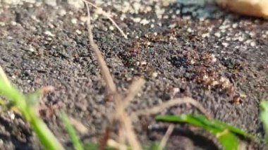 Karıncalar atıştırmalıklara üşüşür