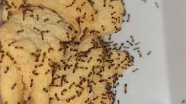 Karıncalar atıştırmalıklara üşüşür