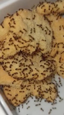 Karıncalar atıştırmalıklara üşüşür