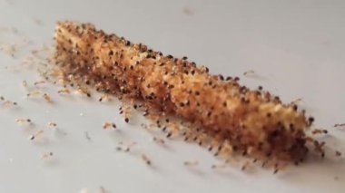 Karıncalar atıştırmalıklara üşüşür