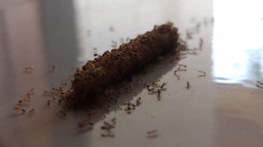 Karıncalar atıştırmalıklara üşüşür