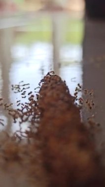 Karıncalar atıştırmalıklara üşüşür