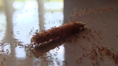 Karıncalar atıştırmalıklara üşüşür