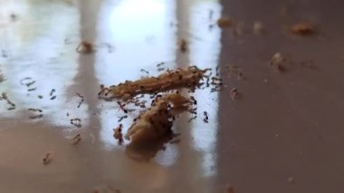 Karıncalar atıştırmalıklara üşüşür