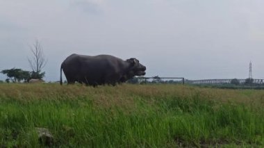 Nazik bir yüzü ve yumuşak bir ifadesi olan nadir bulunan pembe bir bufalo sakince duruyor, alışılmadık rengi ve karşı konulmaz sevimli cazibesiyle kalpleri yakalıyor.