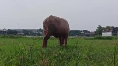 Nazik bir yüzü ve yumuşak bir ifadesi olan nadir bulunan pembe bir bufalo sakince duruyor, alışılmadık rengi ve karşı konulmaz sevimli cazibesiyle kalpleri yakalıyor.