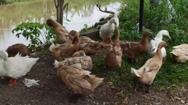 Nehir kıyısında bir ördek duruyor, su damlacıklarını sallıyor ve akan nehirde serinletici bir yüzüşten sonra kurutmak için kanatlarını açıyor.