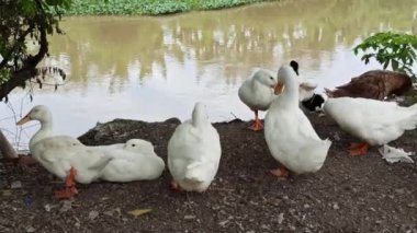 Nehir kıyısında bir ördek duruyor, su damlacıklarını sallıyor ve akan nehirde serinletici bir yüzüşten sonra kurutmak için kanatlarını açıyor.