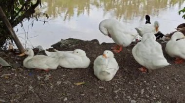 Nehir kıyısında bir ördek duruyor, su damlacıklarını sallıyor ve akan nehirde serinletici bir yüzüşten sonra kurutmak için kanatlarını açıyor.