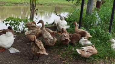 Nehir kıyısında bir ördek duruyor, su damlacıklarını sallıyor ve akan nehirde serinletici bir yüzüşten sonra kurutmak için kanatlarını açıyor.