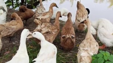 Nehir kıyısında bir ördek duruyor, su damlacıklarını sallıyor ve akan nehirde serinletici bir yüzüşten sonra kurutmak için kanatlarını açıyor.