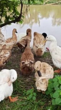 Nehir kıyısında bir ördek duruyor, su damlacıklarını sallıyor ve akan nehirde serinletici bir yüzüşten sonra kurutmak için kanatlarını açıyor.