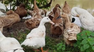 Nehir kıyısında bir ördek duruyor, su damlacıklarını sallıyor ve akan nehirde serinletici bir yüzüşten sonra kurutmak için kanatlarını açıyor.