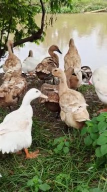 Nehir kıyısında bir ördek duruyor, su damlacıklarını sallıyor ve akan nehirde serinletici bir yüzüşten sonra kurutmak için kanatlarını açıyor.