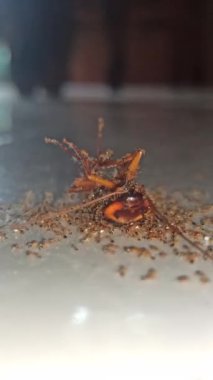 Yerde ölü bir hamamböceği var. Kırmızı karıncalar tarafından hızla istilaya uğruyor ve onu etkileyici bir böcek takımı olarak yemek olarak taşıyorlar.