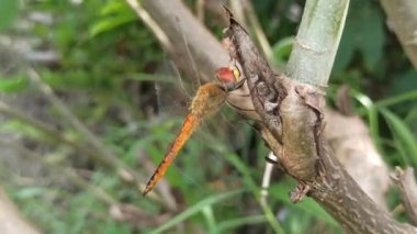 Güzel renkli bir yusufçuk bir yaprağın üzerinde dinlenir. Yanardöner kanatları güneşin altında parlayarak doğanın canlı özünü yakalar.