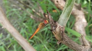 Güzel renkli bir yusufçuk bir yaprağın üzerinde dinlenir. Yanardöner kanatları güneşin altında parlayarak doğanın canlı özünü yakalar.