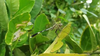 Güzel renkli bir yusufçuk bir yaprağın üzerinde dinlenir. Yanardöner kanatları güneşin altında parlayarak doğanın canlı özünü yakalar.