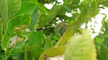 Güzel renkli bir yusufçuk bir yaprağın üzerinde dinlenir. Yanardöner kanatları güneşin altında parlayarak doğanın canlı özünü yakalar.