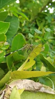Güzel renkli bir yusufçuk bir yaprağın üzerinde dinlenir. Yanardöner kanatları güneşin altında parlayarak doğanın canlı özünü yakalar.