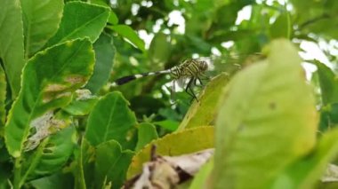 Güzel renkli bir yusufçuk bir yaprağın üzerinde dinlenir. Yanardöner kanatları güneşin altında parlayarak doğanın canlı özünü yakalar.