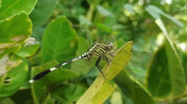 Güzel renkli bir yusufçuk bir yaprağın üzerinde dinlenir. Yanardöner kanatları güneşin altında parlayarak doğanın canlı özünü yakalar.
