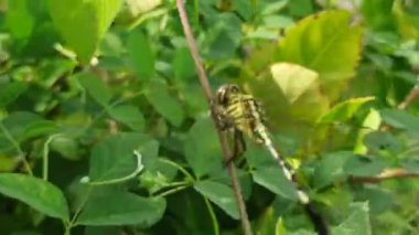 Güzel renkli bir yusufçuk bir yaprağın üzerinde dinlenir. Yanardöner kanatları güneşin altında parlayarak doğanın canlı özünü yakalar.