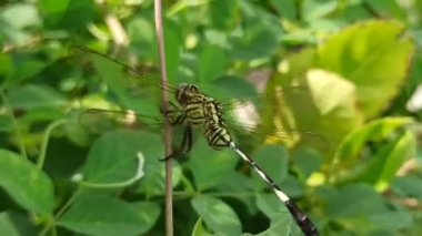 Güzel renkli bir yusufçuk bir yaprağın üzerinde dinlenir. Yanardöner kanatları güneşin altında parlayarak doğanın canlı özünü yakalar.