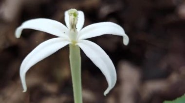 Güzel Kyllinga çiçeği çimlerin üzerinde çiçek açıyor, eşsiz beyaz küresel şeklini ve doğal basitliğini gösteriyor..