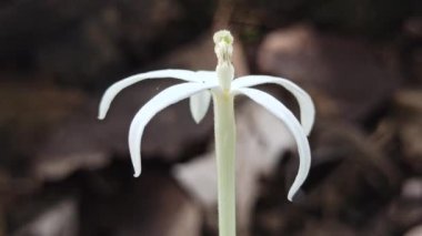 Güzel Kyllinga çiçeği çimlerin üzerinde çiçek açıyor, eşsiz beyaz küresel şeklini ve doğal basitliğini gösteriyor..