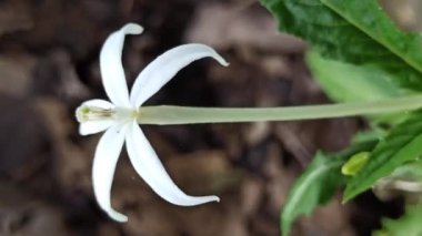 Güzel Kyllinga çiçeği çimlerin üzerinde çiçek açıyor, eşsiz beyaz küresel şeklini ve doğal basitliğini gösteriyor..