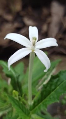 Güzel Kyllinga çiçeği çimlerin üzerinde çiçek açıyor, eşsiz beyaz küresel şeklini ve doğal basitliğini gösteriyor..
