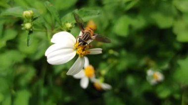 Papatya çiçeğinin üzerinde nektar toplayan bir arı doğadaki tozlaşmanın ve uyumun güzelliğini gösterir..