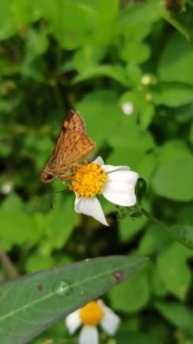 Potanthus Omaha kelebeği bir çiçeğin üzerine tünemiş, parlak turuncu kanatlarını ve doğal ortamdaki narin güzelliğini gösteriyor..