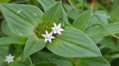 Potanthus Omaha kelebeği bir çiçeğin üzerine tünemiş, parlak turuncu kanatlarını ve doğal ortamdaki narin güzelliğini gösteriyor..