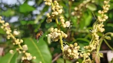 Çiçekten nektar emen bir arı, tozlaşmanın güzelliğini ve arıların doğa ekosistemindeki hayati rolünü gösterir..