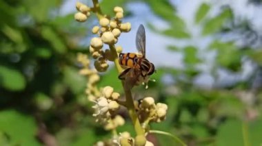 Çiçekten nektar emen bir arı, tozlaşmanın güzelliğini ve arıların doğa ekosistemindeki hayati rolünü gösterir..