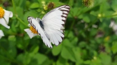 Sabah karanlığında, kelebekler çiçek açan çalıların arasında zarif bir şekilde dans eder, canlı bahçe sahnesine huzur verici bir cazibe getirirler.