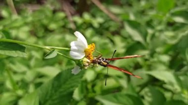 Sabah karanlığında, kelebekler çiçek açan çalıların arasında zarif bir şekilde dans eder, canlı bahçe sahnesine huzur verici bir cazibe getirirler.