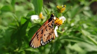 Sabah karanlığında, kelebekler çiçek açan çalıların arasında zarif bir şekilde dans eder, canlı bahçe sahnesine huzur verici bir cazibe getirirler.