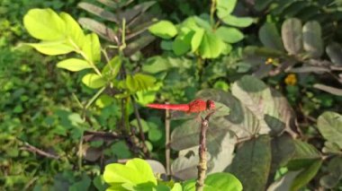 Canlı kırmızı bir yusufçuk güneş ışığı altında bir yaprağın üzerinde dinlenir. Hassas kanatları doğanın ritminde sükunetin zarif bir sembolünü parıldatır.